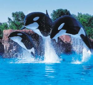 avis rencontre dauphins marineland