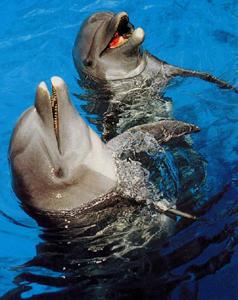 rencontre avec les dauphins marineland