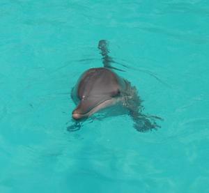 nager-avec-les-dauphins