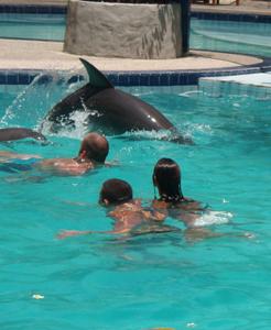 nager-avec-les-dauphins