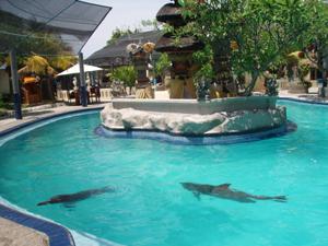 nager-avec-les-dauphins