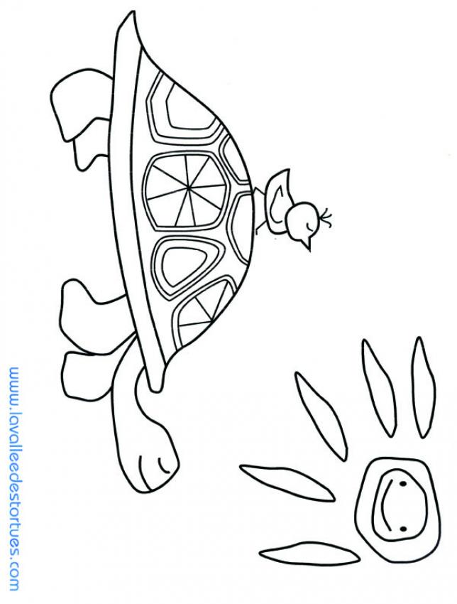 tortue-n-1