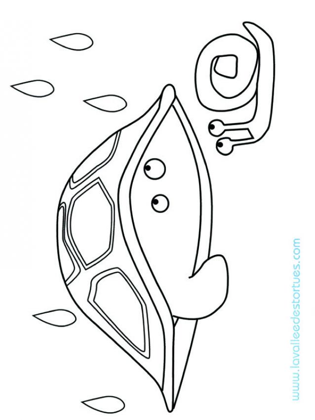 tortue-n-6