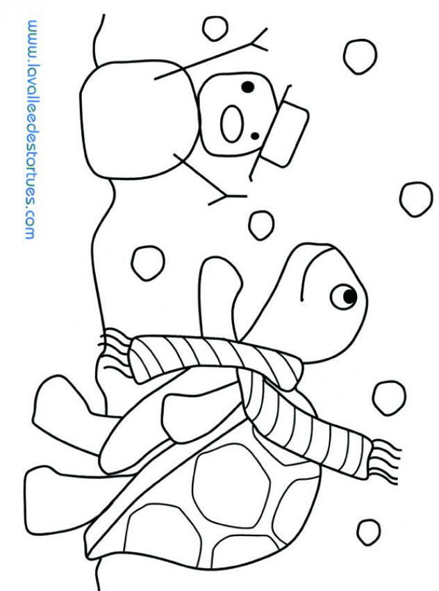 tortue-n-7