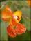 le-langage-des-fleurs-:-i-a-m