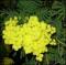 le-langage-des-fleurs-:-i-a-m