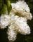 le-langage-des-fleurs-:-i-a-m