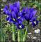 le-langage-des-fleurs-:-i-a-m