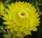 le-langage-des-fleurs-:-i-a-m