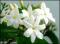 le-langage-des-fleurs-:-i-a-m