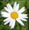 le-langage-des-fleurs-:-i-a-m