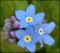 le-langage-des-fleurs-:-i-a-m