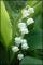le-langage-des-fleurs-:-i-a-m