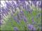 le-langage-des-fleurs-:-i-a-m
