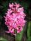 le-langage-des-fleurs-:-i-a-m