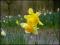 le-langage-des-fleurs-:-i-a-m