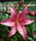 le-langage-des-fleurs-:-i-a-m