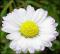 le-langage-des-fleurs-:-o-a-p
