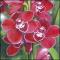 le-langage-des-fleurs-:-o-a-p