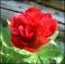 le-langage-des-fleurs-:-o-a-p