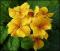 le-langage-des-fleurs-:-o-a-p