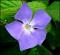 le-langage-des-fleurs-:-o-a-p