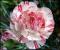 le-langage-des-fleurs-:-o-a-p
