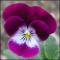 le-langage-des-fleurs-:-o-a-p