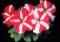 le-langage-des-fleurs-:-o-a-p
