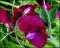 le-langage-des-fleurs-:-o-a-p