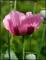 le-langage-des-fleurs-:-o-a-p