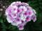 le-langage-des-fleurs-:-o-a-p