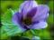 le-langage-des-fleurs-:-r-a-z
