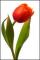 le-langage-des-fleurs-:-r-a-z