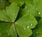 le-langage-des-fleurs-:-r-a-z