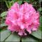 le-langage-des-fleurs-:-r-a-z