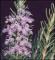 le-langage-des-fleurs-:-r-a-z