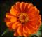 le-langage-des-fleurs-:-r-a-z