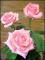 le-langage-des-fleurs-:-r-a-z