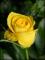 le-langage-des-fleurs-:-r-a-z