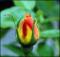 le-langage-des-fleurs-:-r-a-z