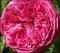 le-langage-des-fleurs-:-r-a-z