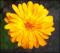 le-langage-des-fleurs-:-r-a-z