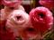 le-langage-des-fleurs-:-r-a-z