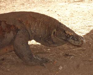 visite-de-l-ile-des-dragons-du-komodo