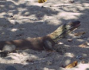 visite-de-l-ile-des-dragons-du-komodo