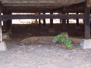 visite-de-l-ile-des-dragons-du-komodo