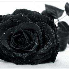 *Roses noires...* - Dessin - Dessins et images des membres de Jedessine - Images