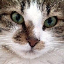 chats - Dessin - Dessins et images des membres de Jedessine - Images