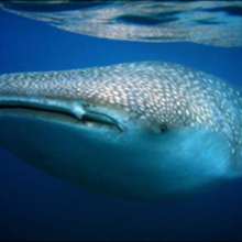 Le requin baleine : le plus grand poisson au Monde !